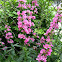 Purple Loosestrife