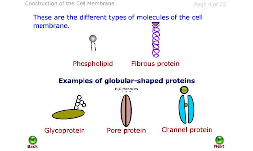 Construct a Cell Membrane