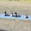 Mallard Ducks
