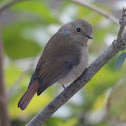 Slaty-blue Flycatcher