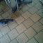 Domestic pigeon