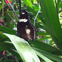 Great Eggfly