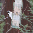 Hairy Woodpecker