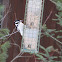 Hairy Woodpecker