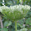 Wild Carrot or Rattlesnake Weed