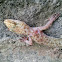 Hemidactylus turcicus