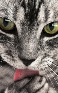 How to download Animals LIve Wallpaper 15.0 mod apk for laptop