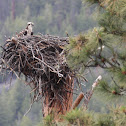 Osprey