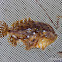 Sargassum Fish
