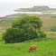 Vaca