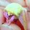 Rosy Maple Moth