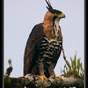 Ornate Hawk-Eagle
