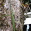 Walking-sticks mating