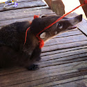 Coati or Coatimundi