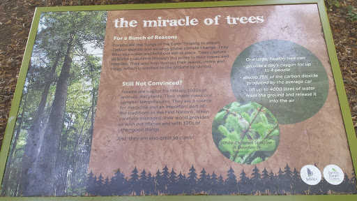 The Miracle Of Trees