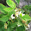 Boysenberries