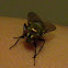 Fly