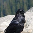 BC Forest Diversity
