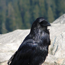 BC Forest Diversity