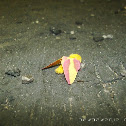 Rosy Maple Moth