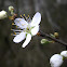 Plum blossoms