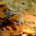 Damselfly mating 