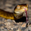 Brown Tree Snake