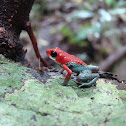 Granular Poison dart Frog