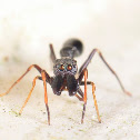 Black Ant mimic spider Male