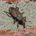Pales weevil