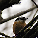 Red-breasted Nuthatch