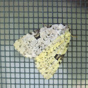 Green Leuconycta (White Variation)