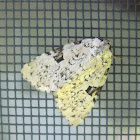 Green Leuconycta (White Variation)
