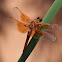 Flame Skimmer