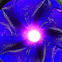 Morning glory