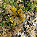 Seaweed