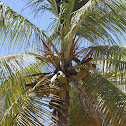 Coconut Palm