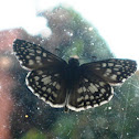 Mariposa Capitán de cuadros tropicales