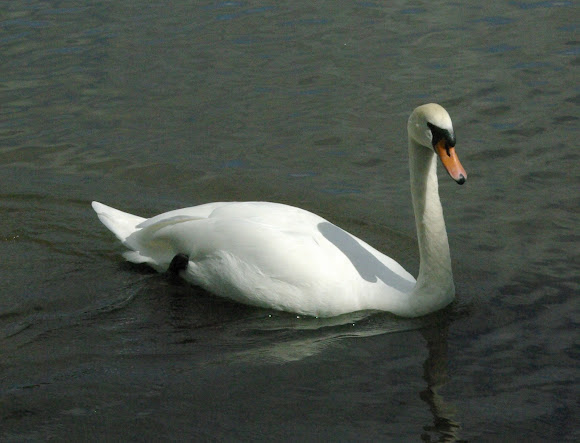 Spotting Image 1