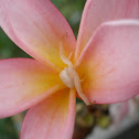 Crab Spider