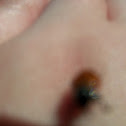 Lady Bug