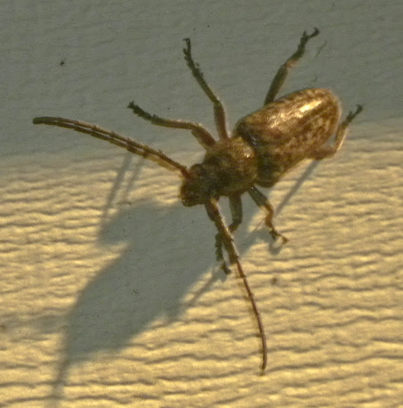 Spotting Image 1