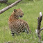 leopard