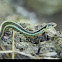 Eastern garter snake