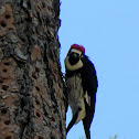Acorn Woodpecker