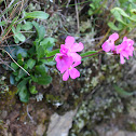 coast rock cress