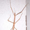 Stick Insect