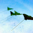 spotted eagle rays