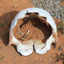 Tortoise
