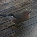 Eurasian Jay